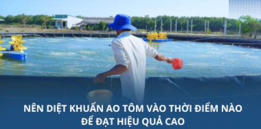 Nên diệt khuẩn ao tôm vào thời điểm nào để đạt hiệu quả cao